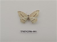 藏品(尺蛾97)的圖片